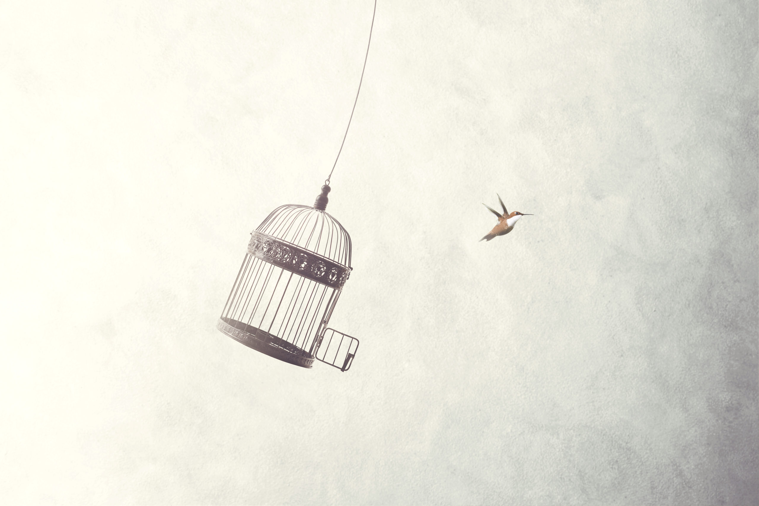 bird flying out of cage