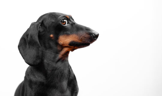 Profile of black dachshund dog with a guilty expression