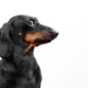 Profile of black dachshund dog with a guilty expression