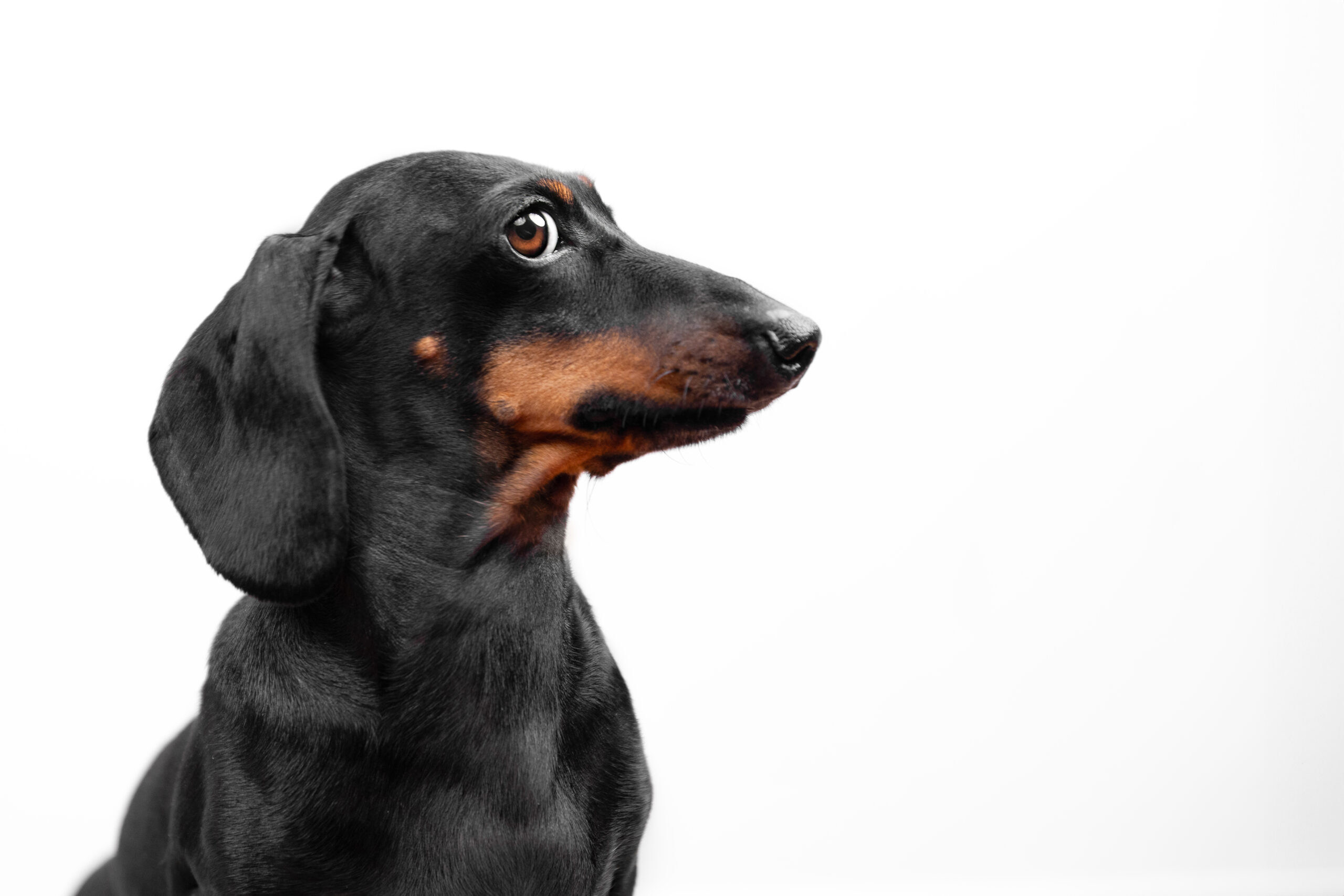 Profile of black dachshund dog with a guilty expression